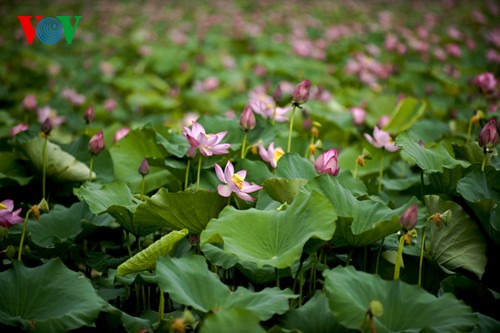 La beauté des lotus de Hue charme l’âme - ảnh 2